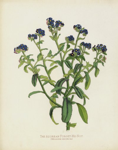 Das Azorische Vergissmeinnicht, Myosotis Azorica von English School